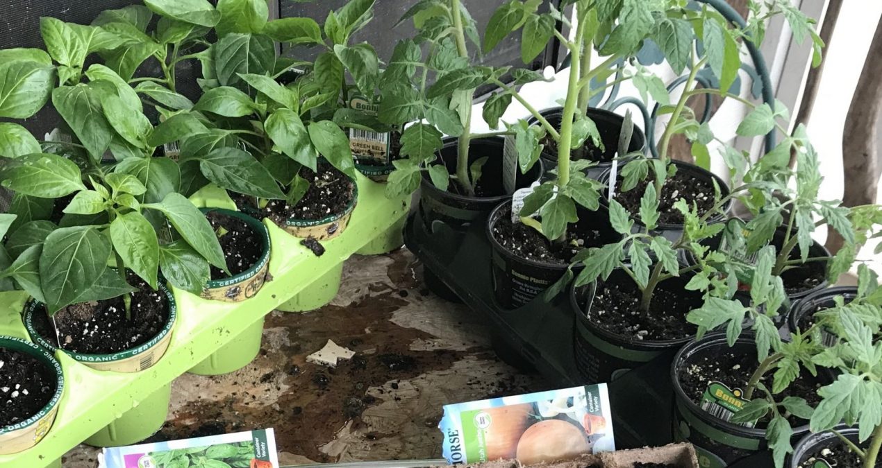 Start a spring garden for safe vegetables